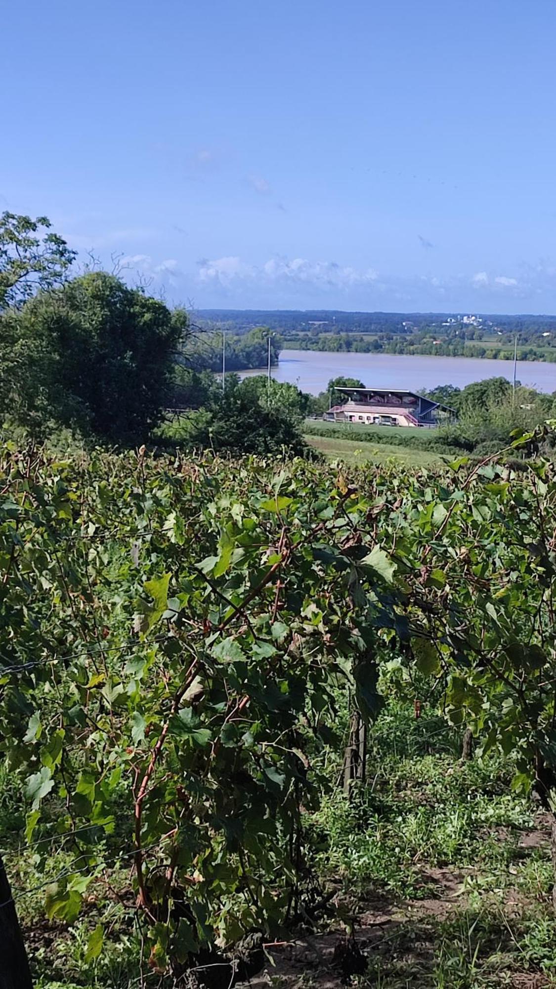 Maison Charmeilles - La Suite Pomerol Fronsac  Zewnętrze zdjęcie